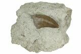 Rare, Serrated, Megalosaurid (Marshosaurus) Tooth - Colorado #173068-2